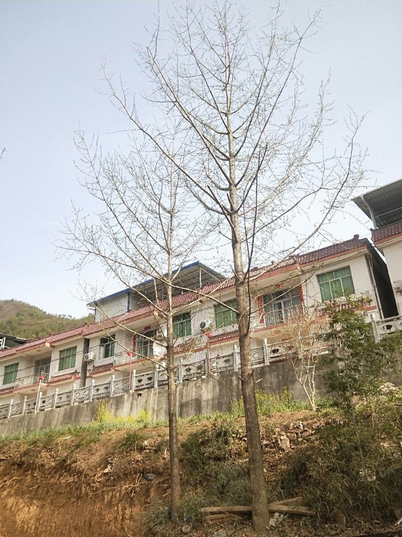 银杏树，大树