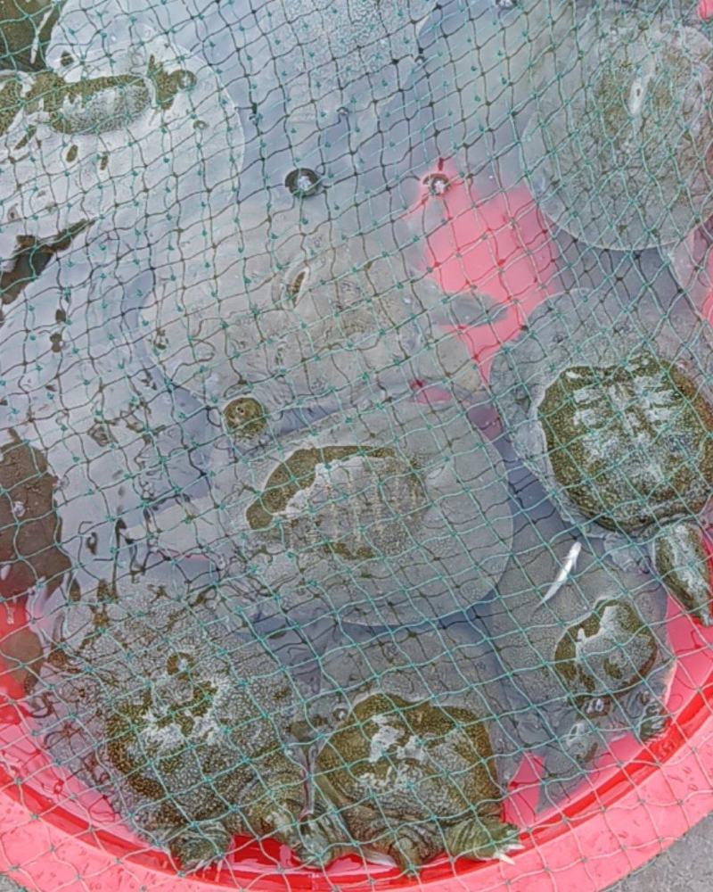甲鱼