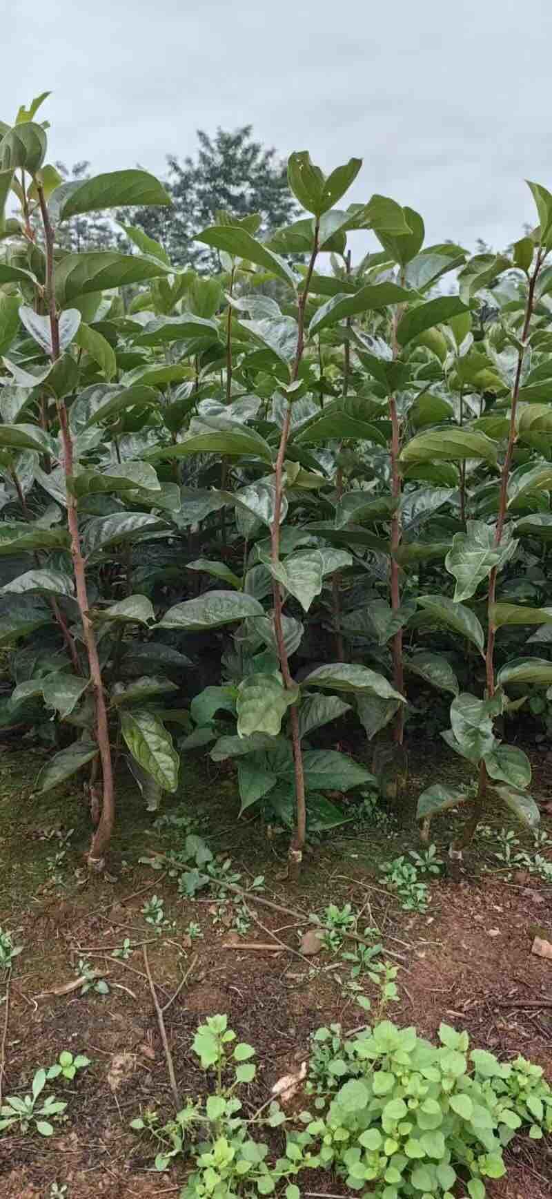 山阳柿子苗