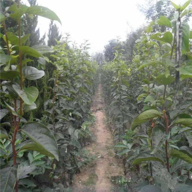 山阳柿子苗