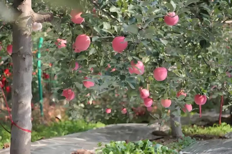秦脆苹果树