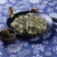 益母草新货新鲜益母草泡水喝调理姨妈泡茶泡脚，质量保证