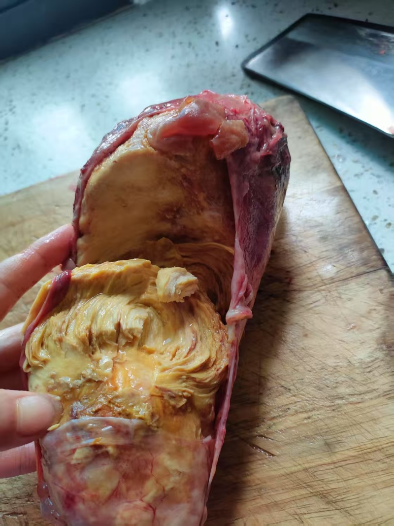 现杀出疑是鸡宝