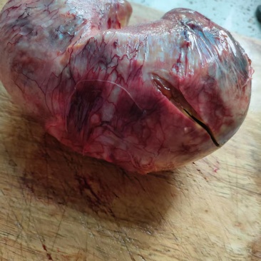 现杀出疑是鸡宝