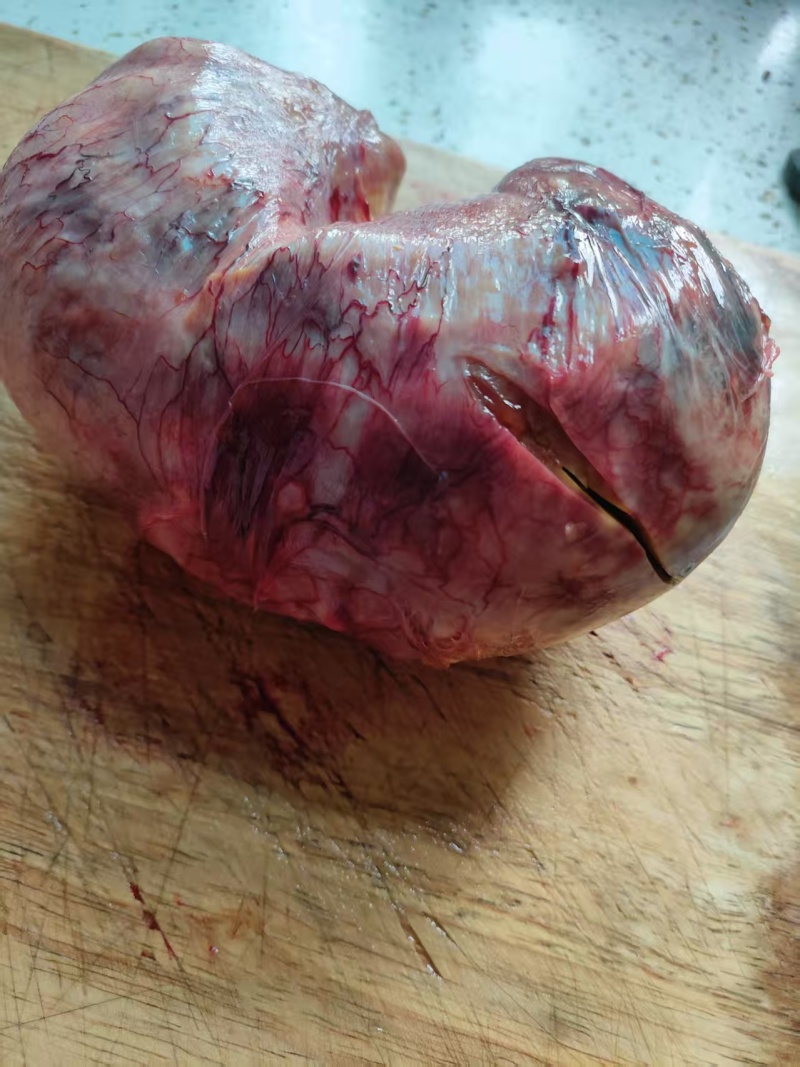 现杀出疑是鸡宝