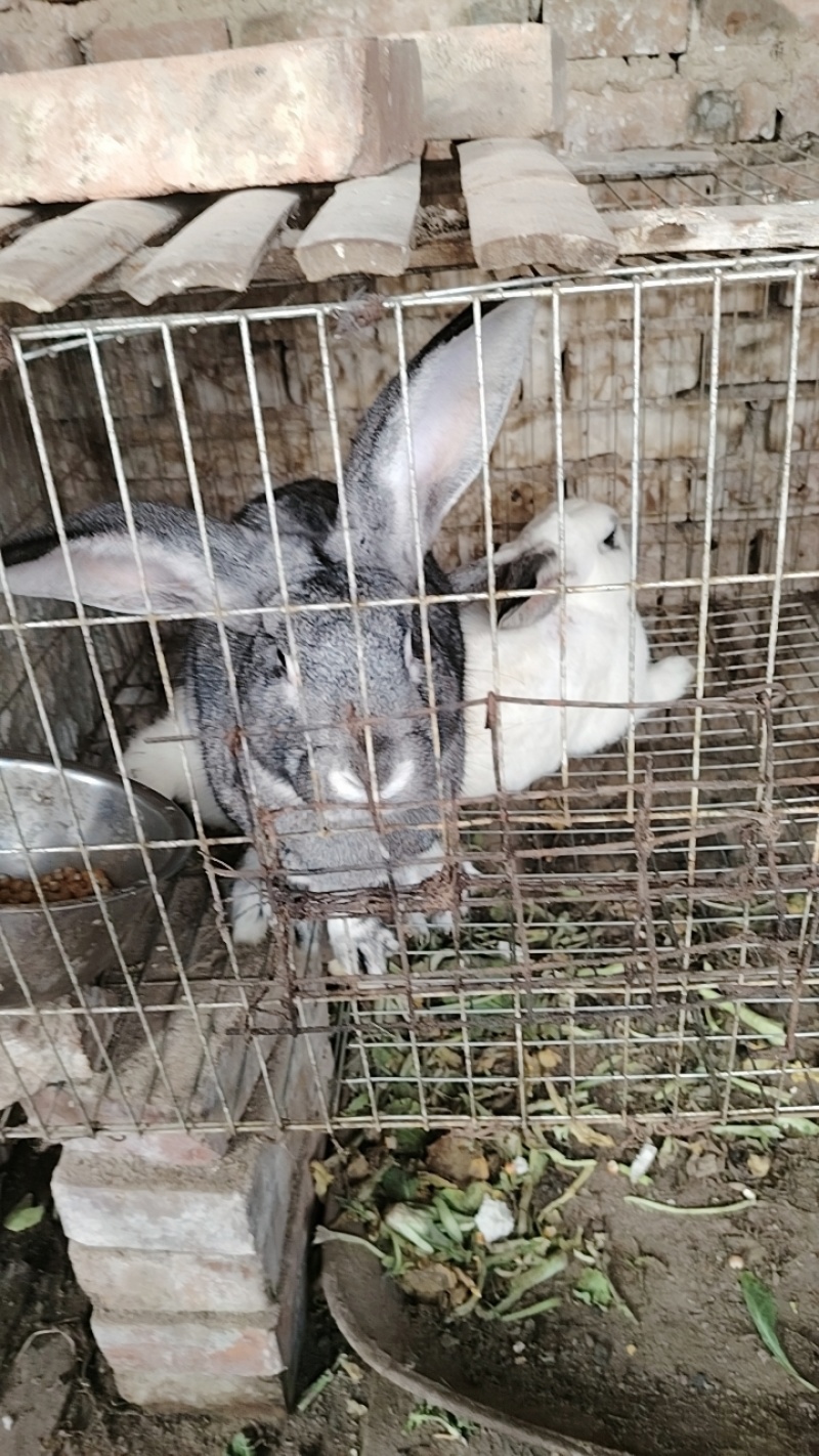 家养种兔