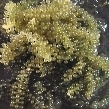 海葡萄，海菜！