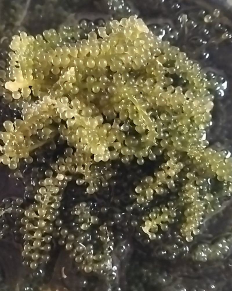 海葡萄，海菜！