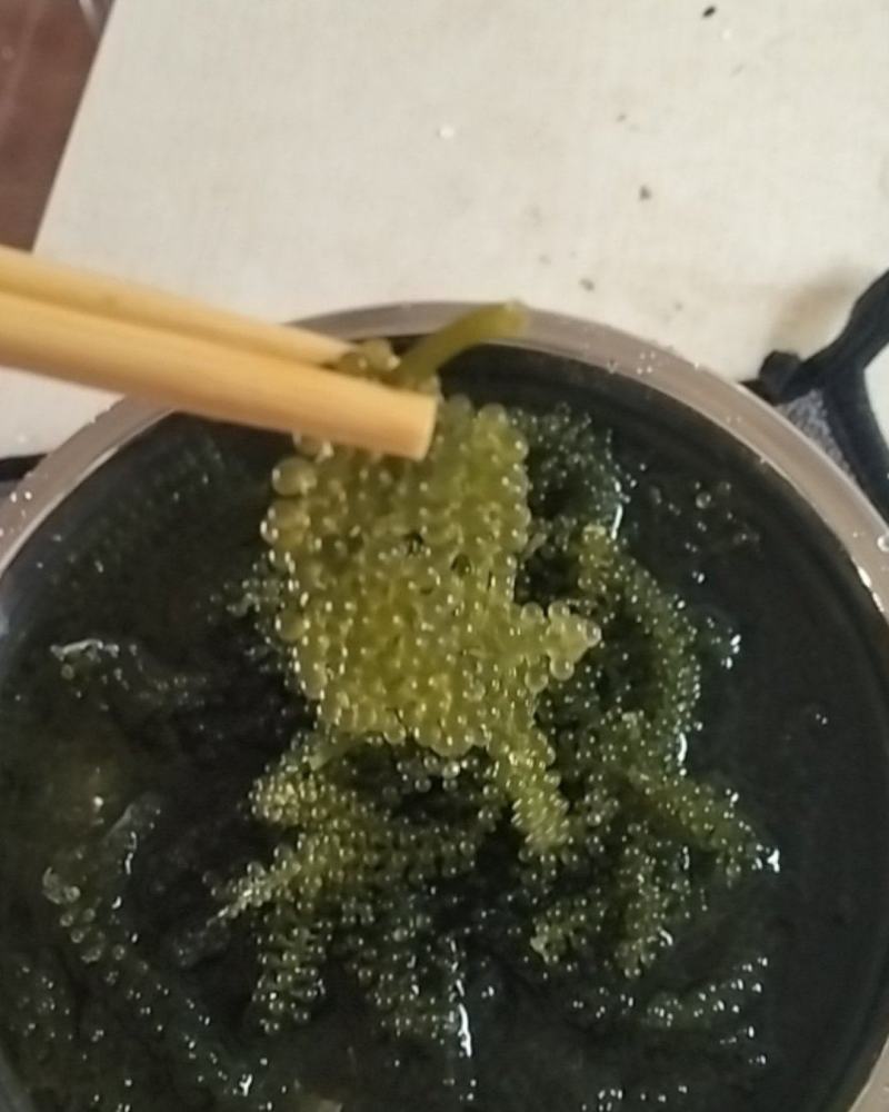 海葡萄，海菜！