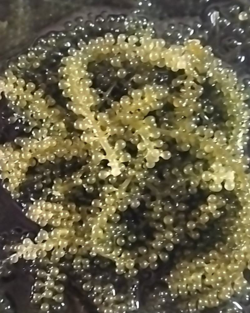 海葡萄，海菜！