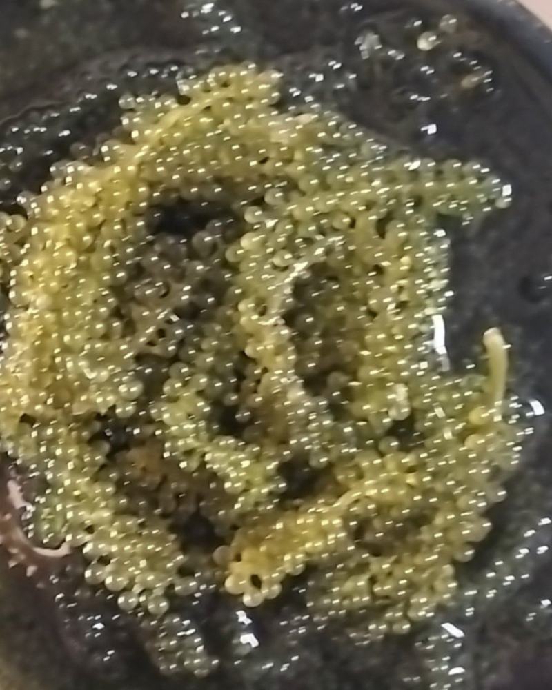 海葡萄，海菜！