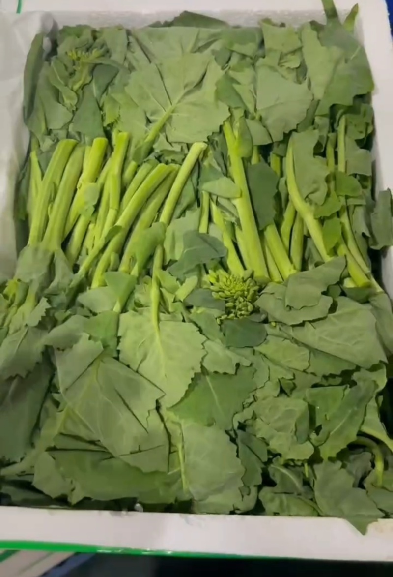 菜苔