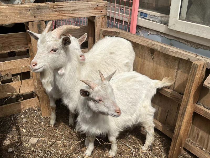 自己家老人养的羊一口价处理十几只全部打包