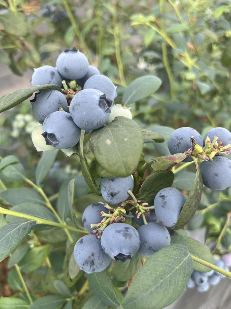 本地新鲜采摘的蓝莓