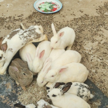 肉食兔