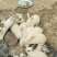 肉食兔