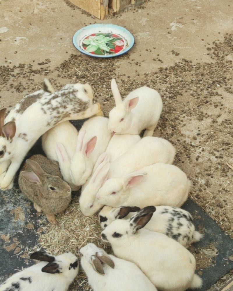肉食兔