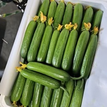 新中老弯小黄瓜