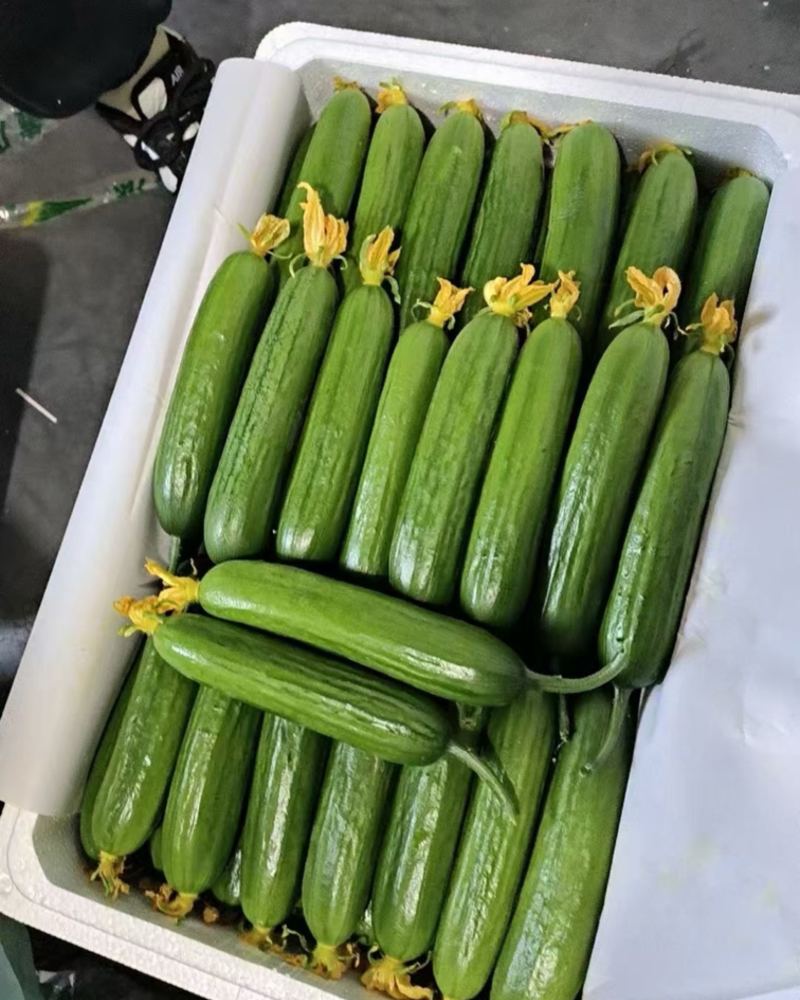 新中老弯小黄瓜