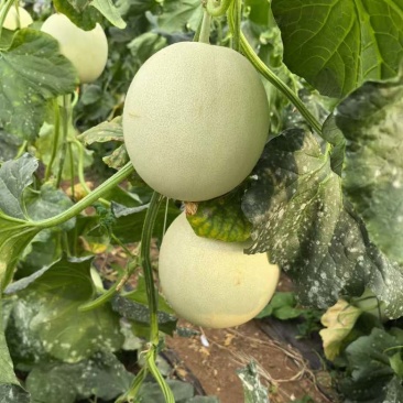 玉菇甜瓜，15个糖以上，量大