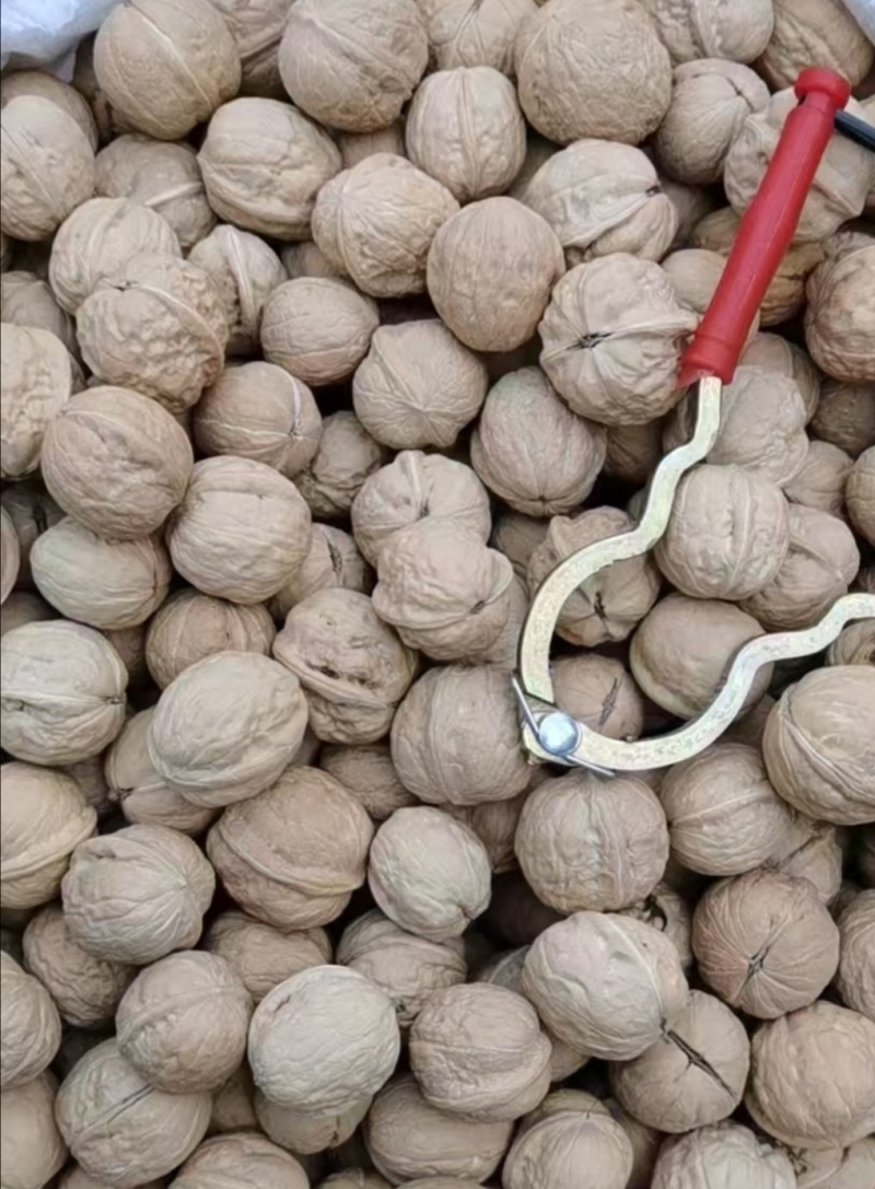 山东薄皮核桃
