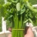海南五指山野菜树仔菜、