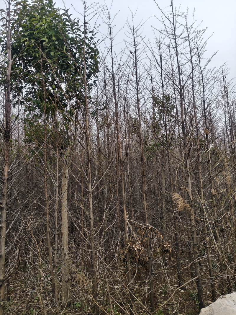 2公分水杉苗3公分水杉，4公分水杉，5公分水杉苗