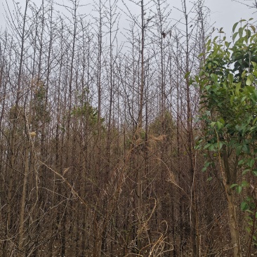 2公分水杉苗3公分水杉，4公分水杉，5公分水杉苗