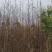 2公分水杉苗3公分水杉，4公分水杉，5公分水杉苗