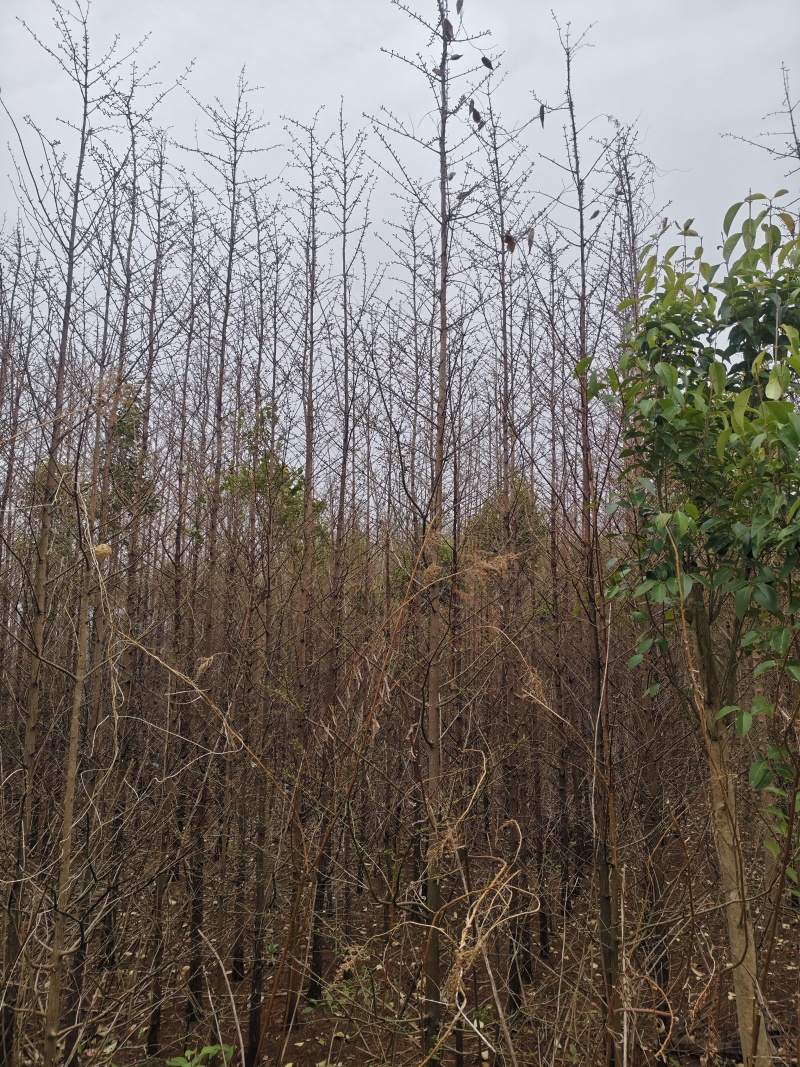 2公分水杉苗3公分水杉，4公分水杉，5公分水杉苗