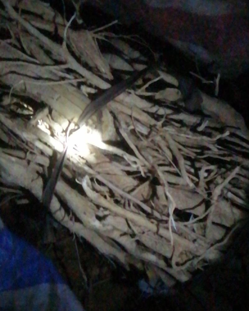 三叉苦