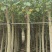 黄槿2-15分，各种规格，大量低价出售