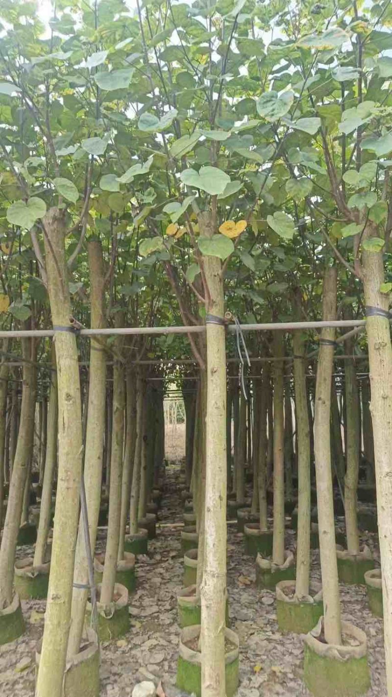 黄槿2-15分，各种规格，大量低价出售