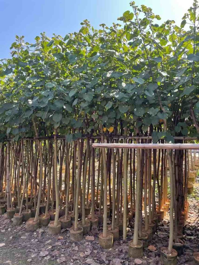 黄槿2-15分，各种规格，大量低价出售