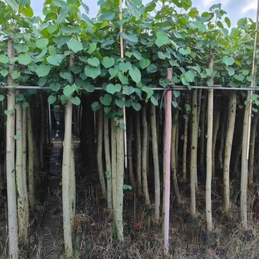 黄槿2-15分，各种规格，大量低价出售
