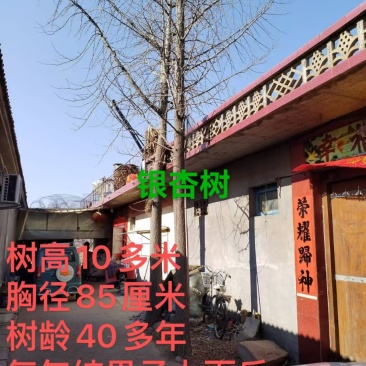 银杏树