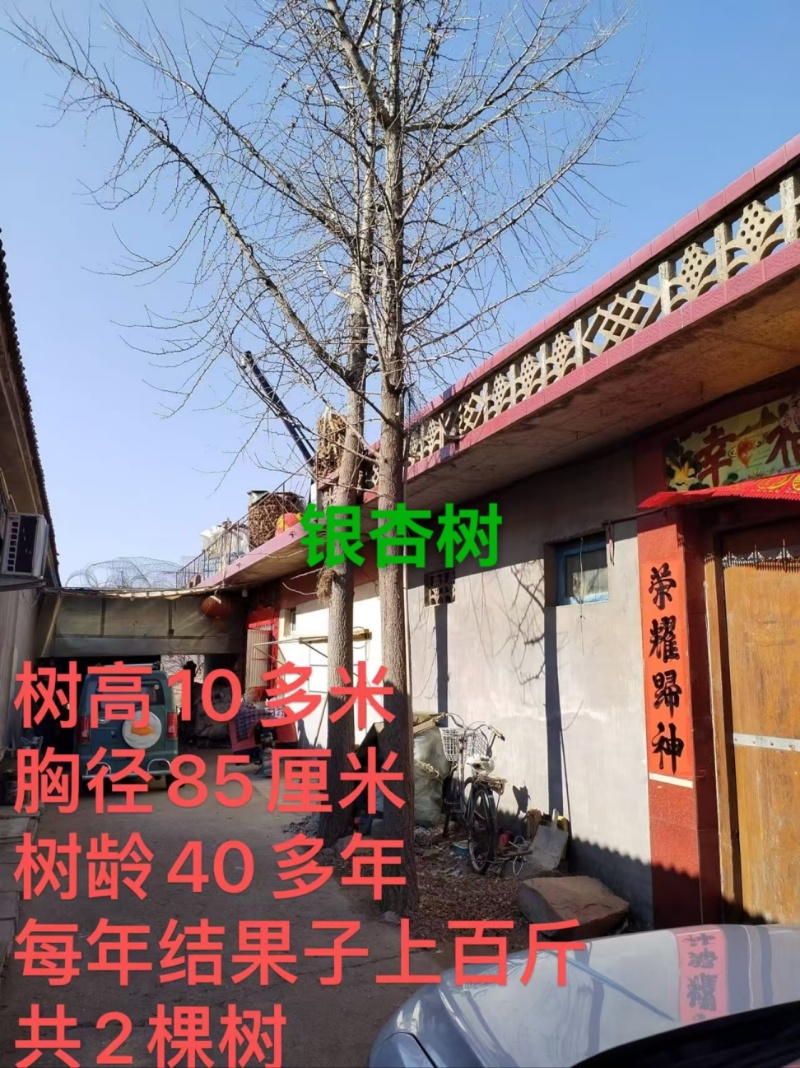 银杏树