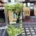 四川高山茶批发安吉白茶。