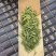 四川高山茶批发安吉白茶。