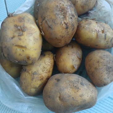 出售土豆种子，脱毒马铃薯种子，品种齐全，还有商品土豆，