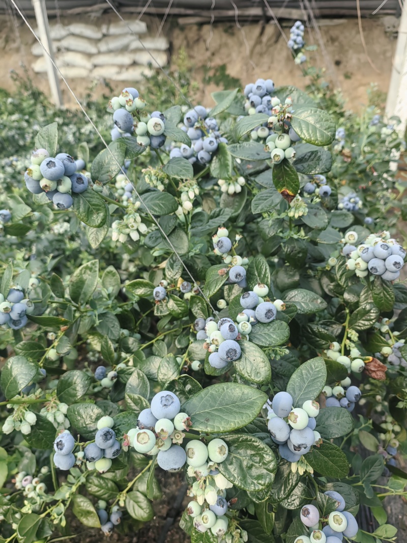 蓝莓