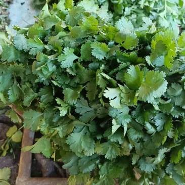 凌海大叶香菜棚菜质量好