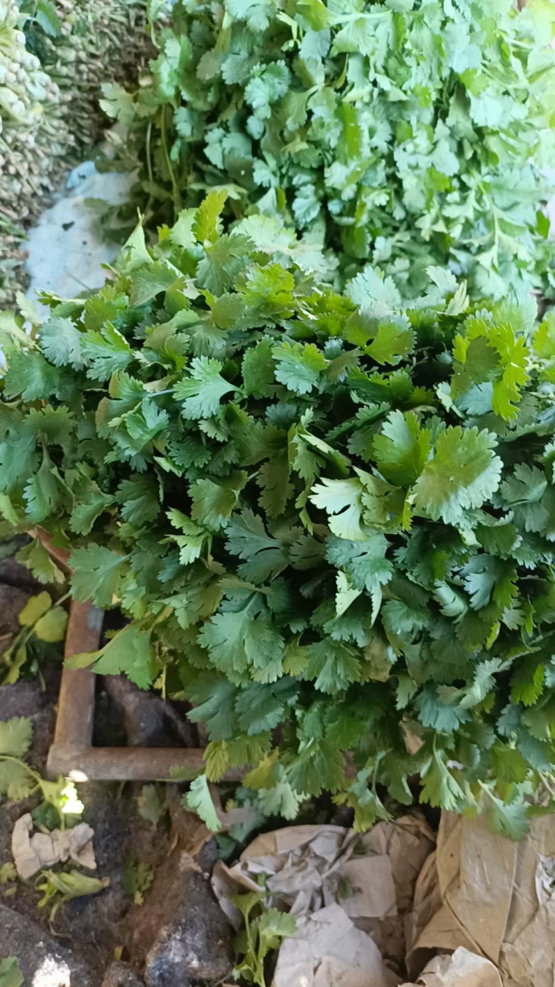 凌海大叶香菜棚菜质量好