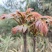 香椿芽，露天头茬野生精品10-15公分，联系要无溜儿思幺吧气
