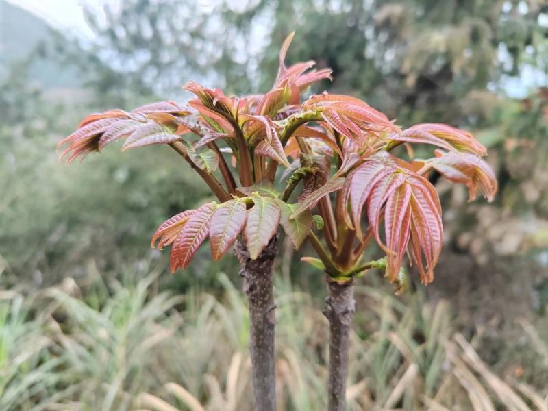 香椿芽，露天头茬野生精品10-15公分，联系要无溜儿思幺吧气