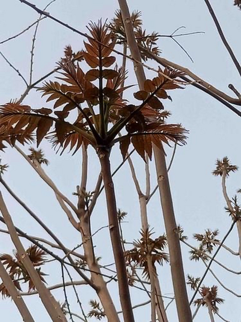 香椿芽，露天头茬野生精品10-15公分，联系要无溜儿思幺吧气