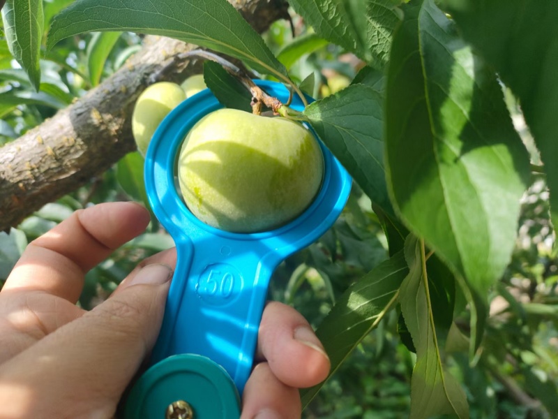 正宗《六马蜂糖李》