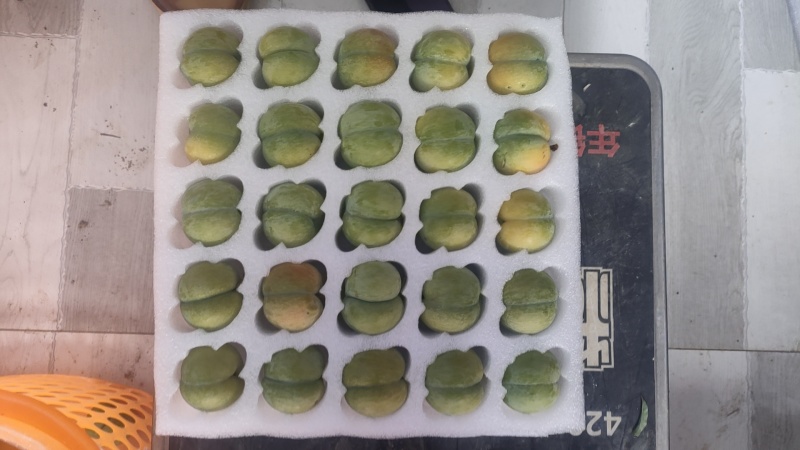 正宗《六马蜂糖李》
