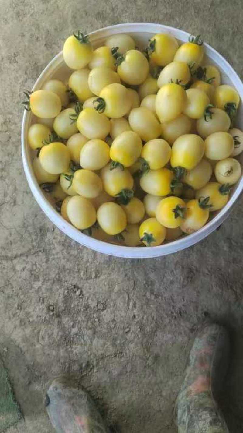 上海五彩小番茄