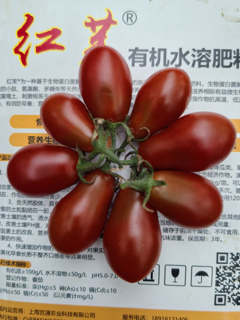 上海五彩小番茄